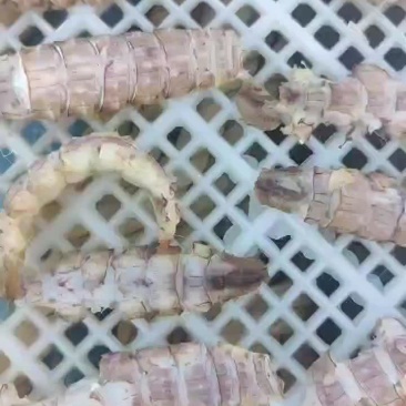 烘干皮皮虾肉开始