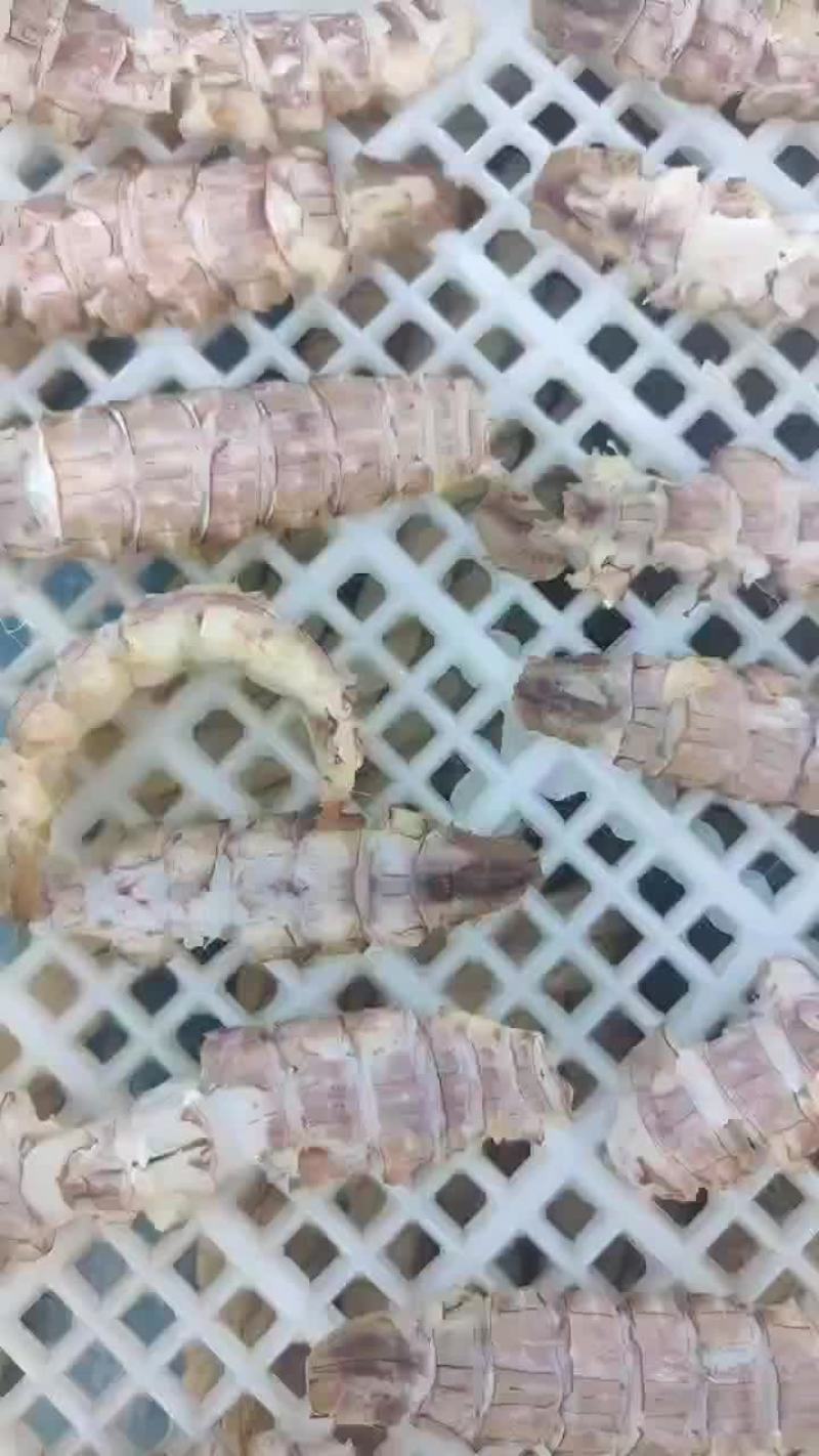 烘干皮皮虾肉开始