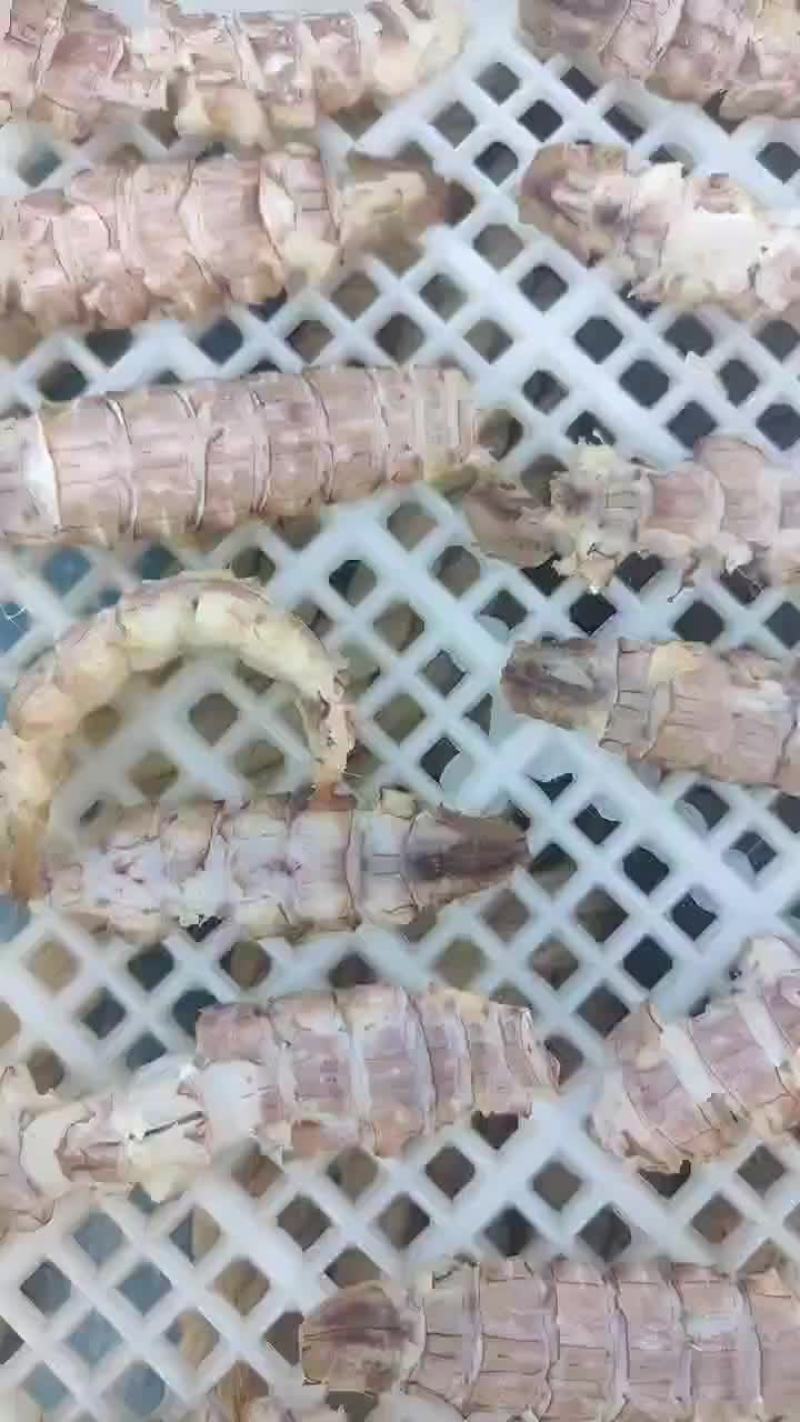 烘干皮皮虾肉开始