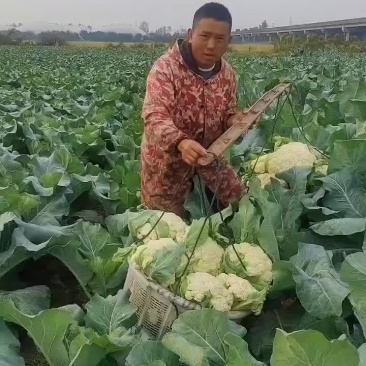 有机花菜上市了
