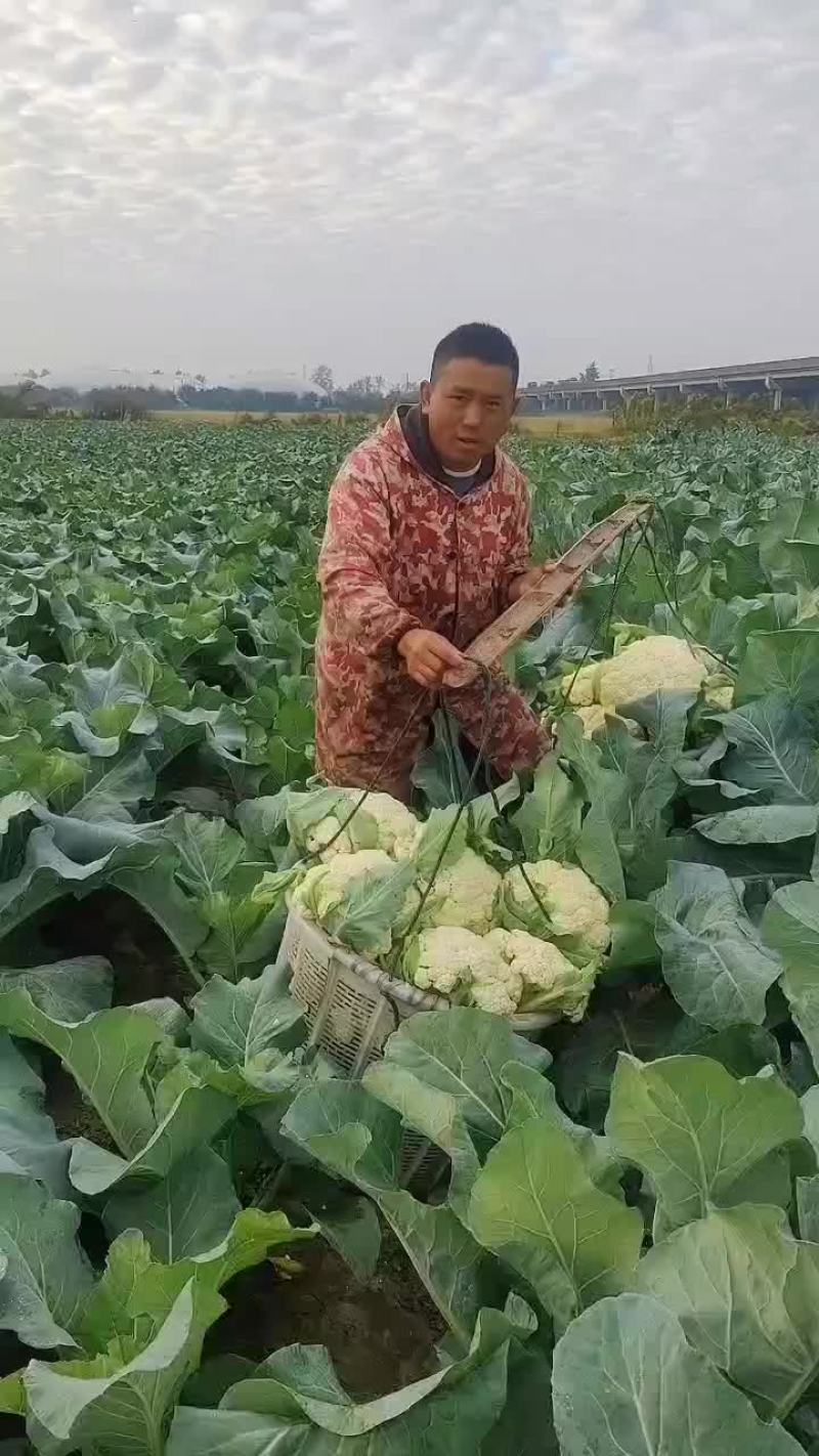 有机花菜上市了