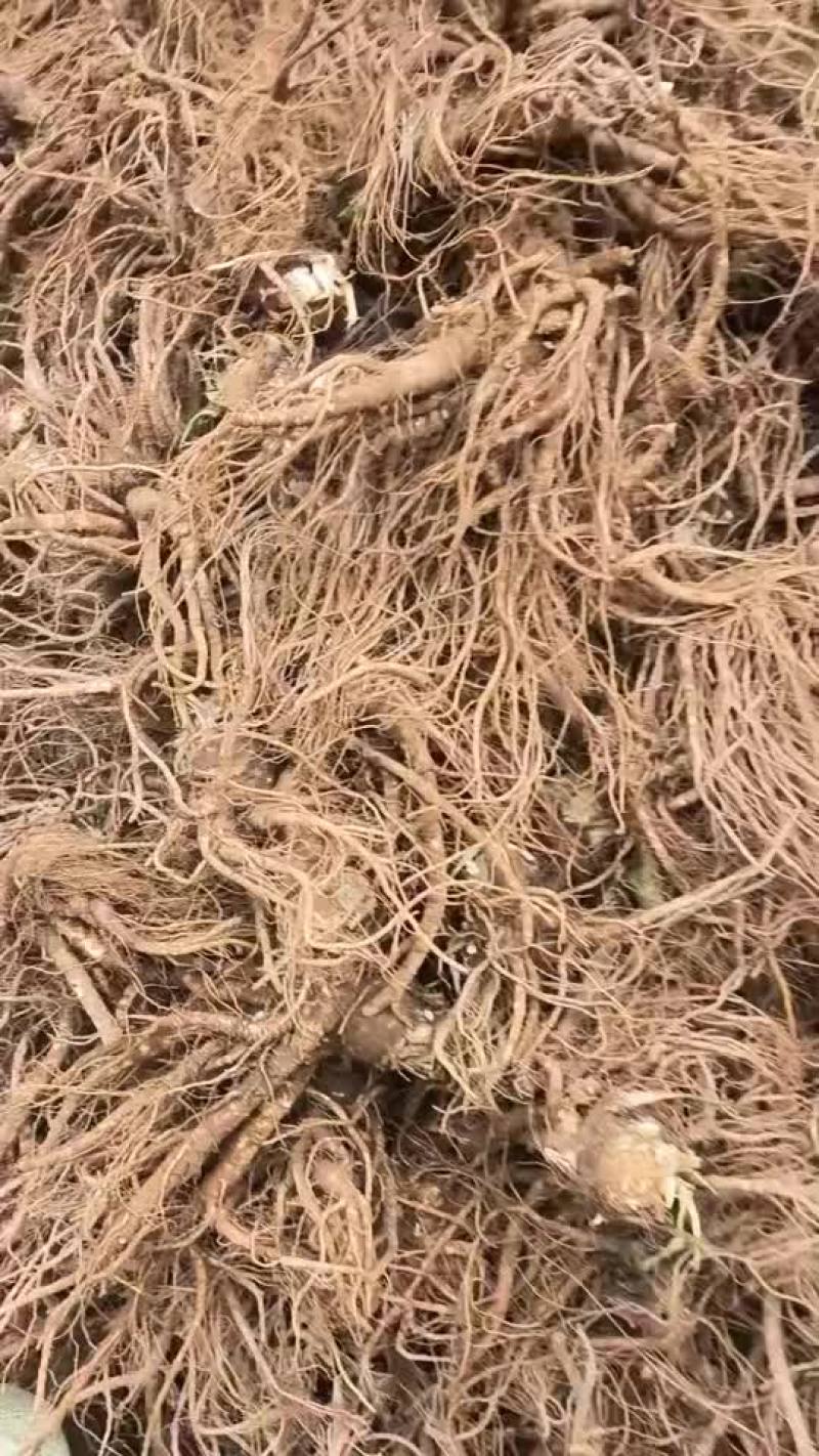 精品当归批发价格优惠