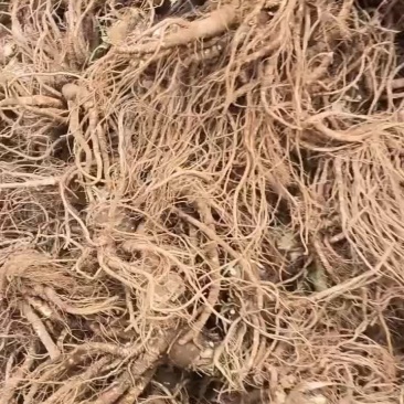 精品当归批发价格优惠