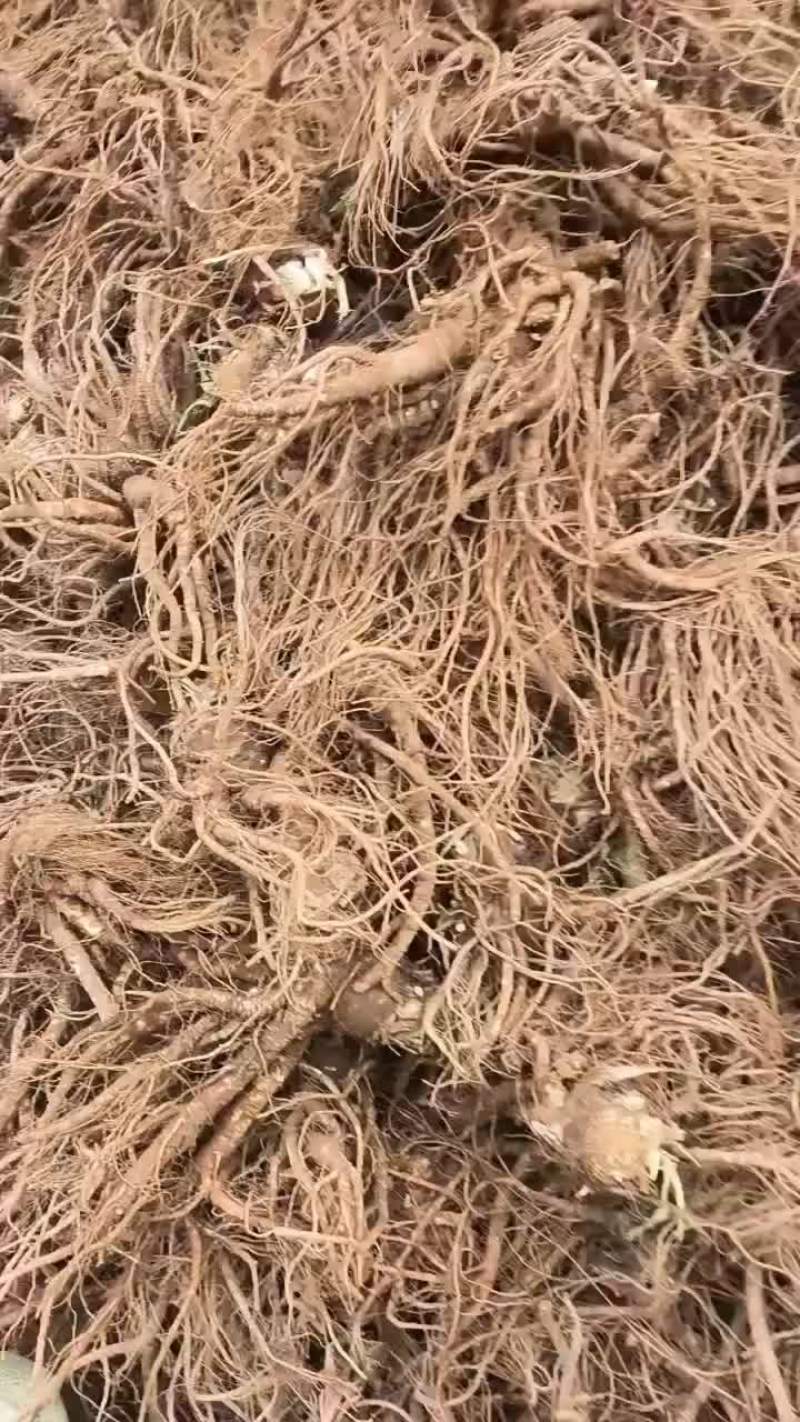 精品当归批发价格优惠