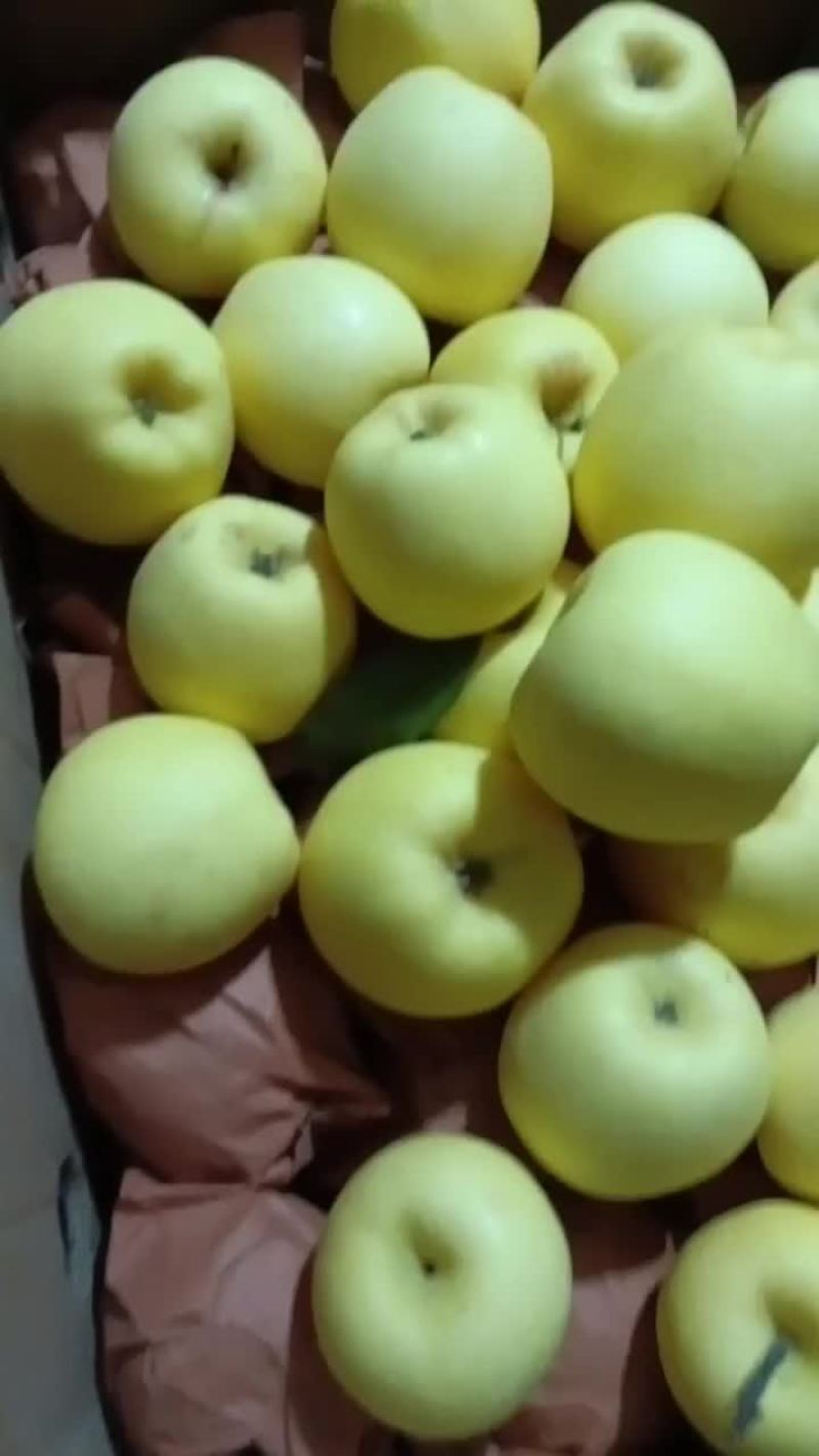 维纳斯黄金苹果，黄金果