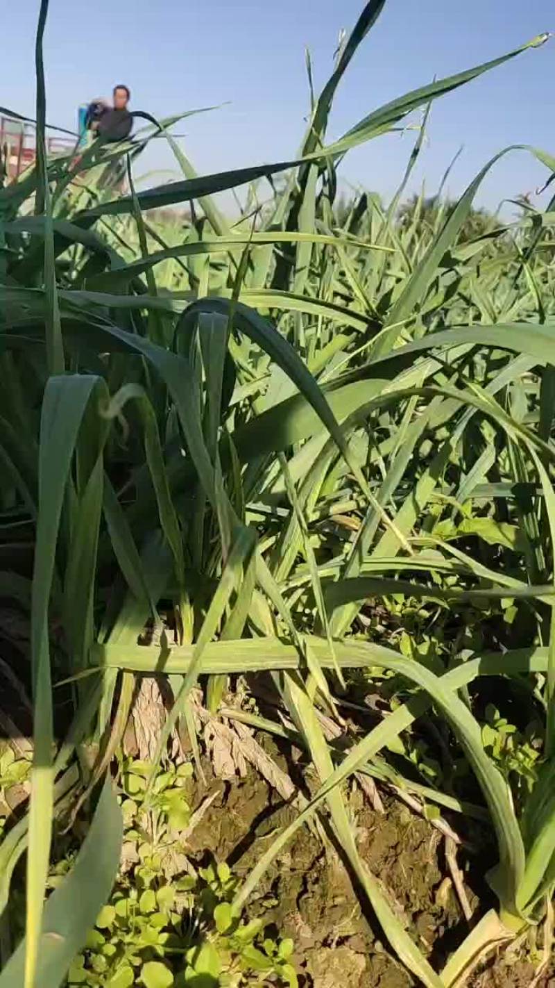 产地紫皮大蒜大量小量出售