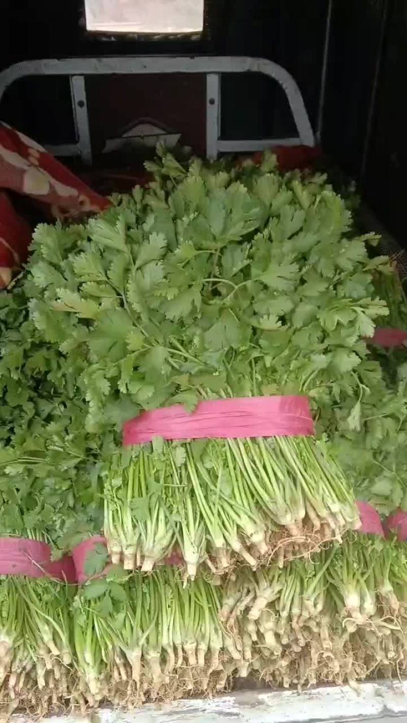 香菜