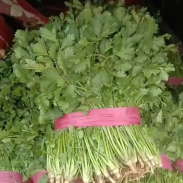 香菜