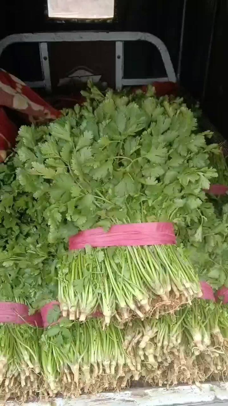 香菜
