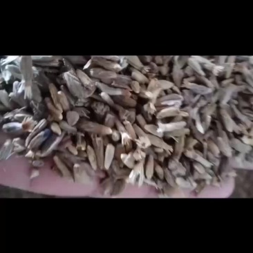 常年出售各种中药材种子，种苗，