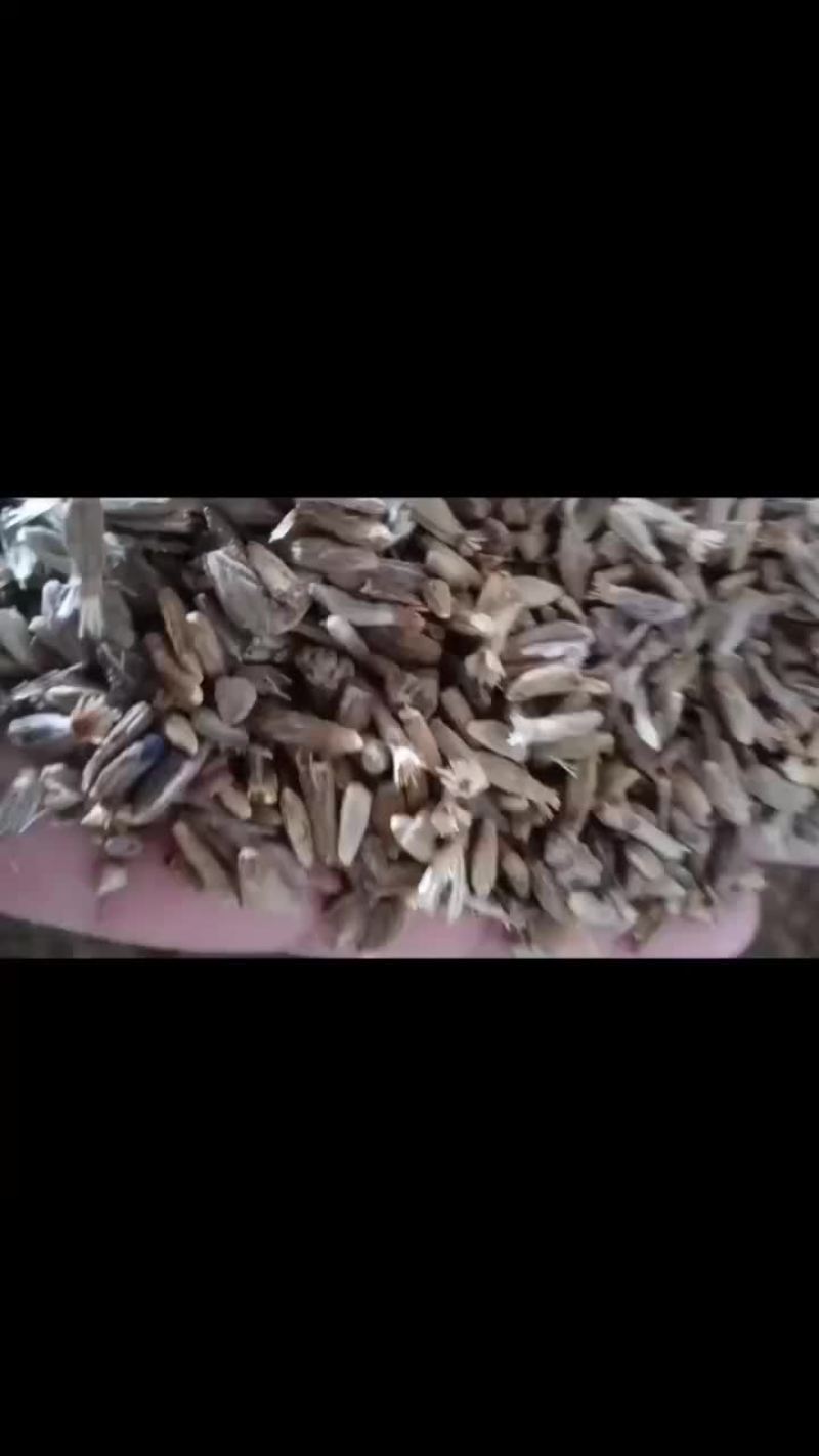 常年出售各种中药材种子，种苗，