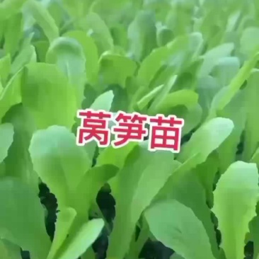 莴笋苗紫叶莴笋三青莴笋翡翠莴笋苗大量现货