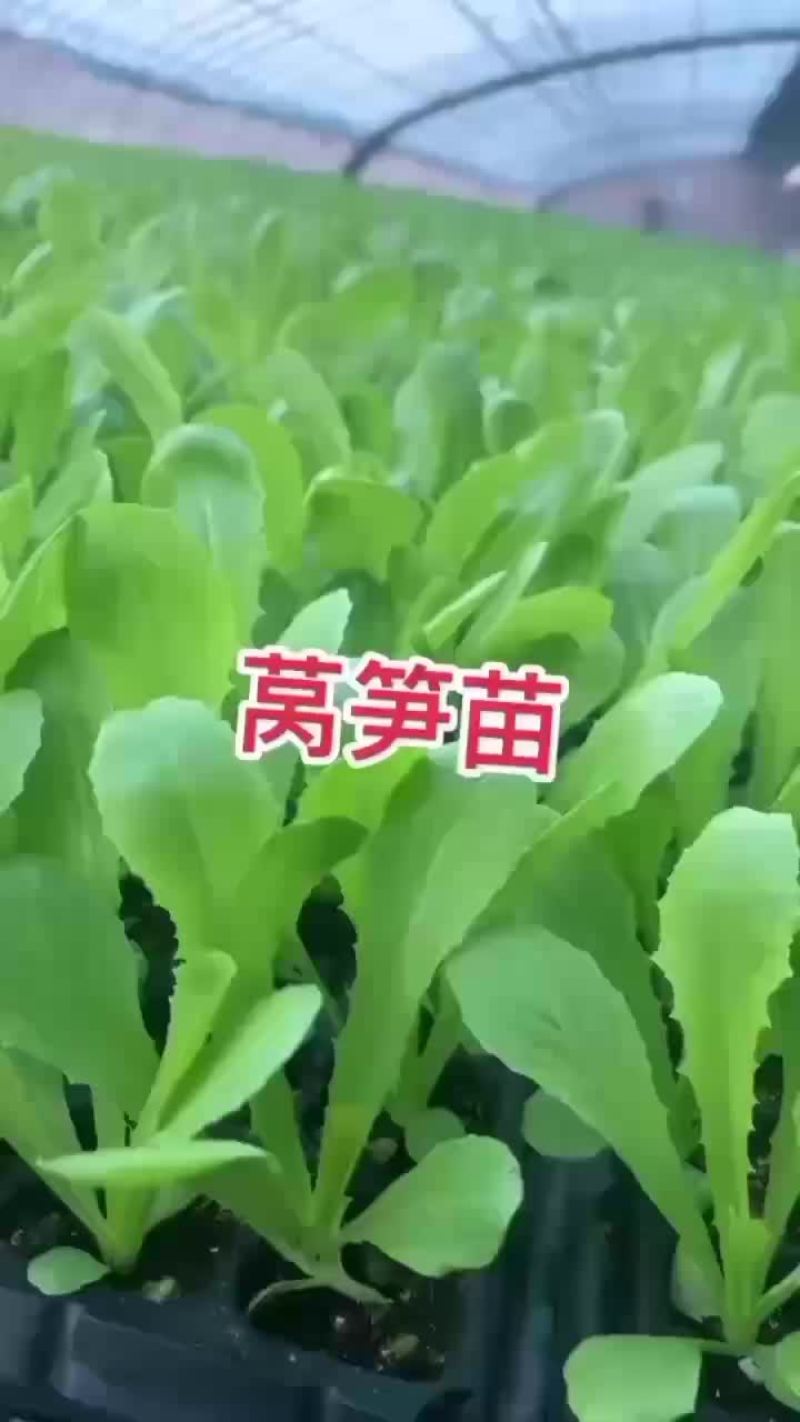 莴笋苗紫叶莴笋三青莴笋翡翠莴笋苗大量现货