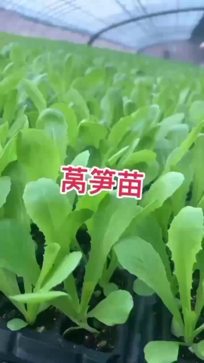莴笋苗紫叶莴笋三青莴笋翡翠莴笋苗大量现货
