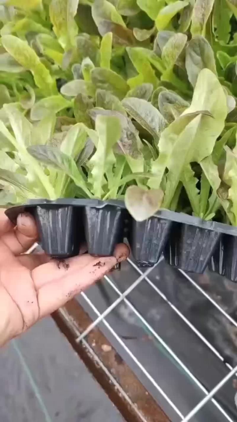 莴笋苗紫叶莴笋三青莴笋翡翠莴笋苗大量现货