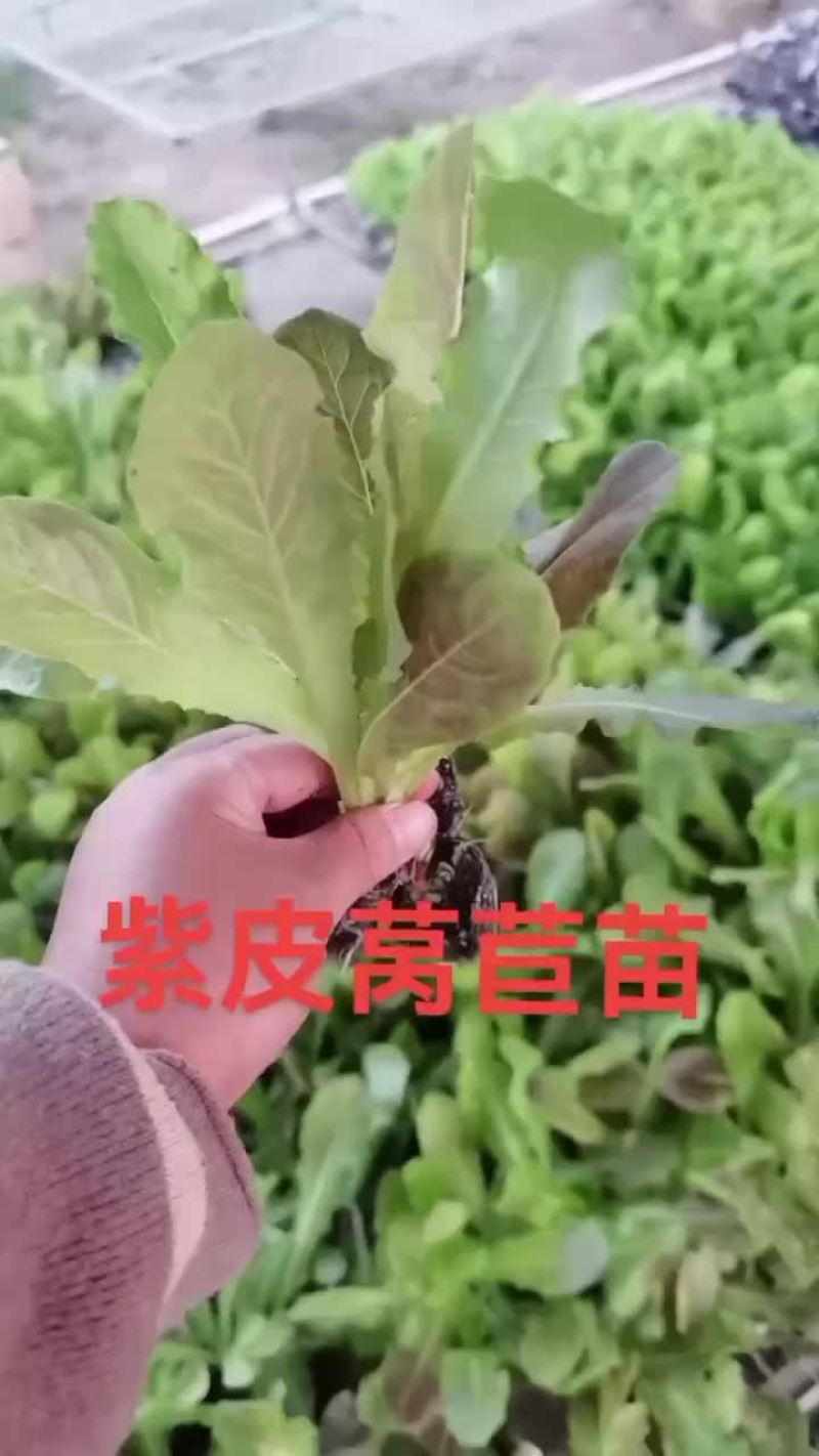 莴笋苗紫叶莴笋三青莴笋翡翠莴笋苗大量现货