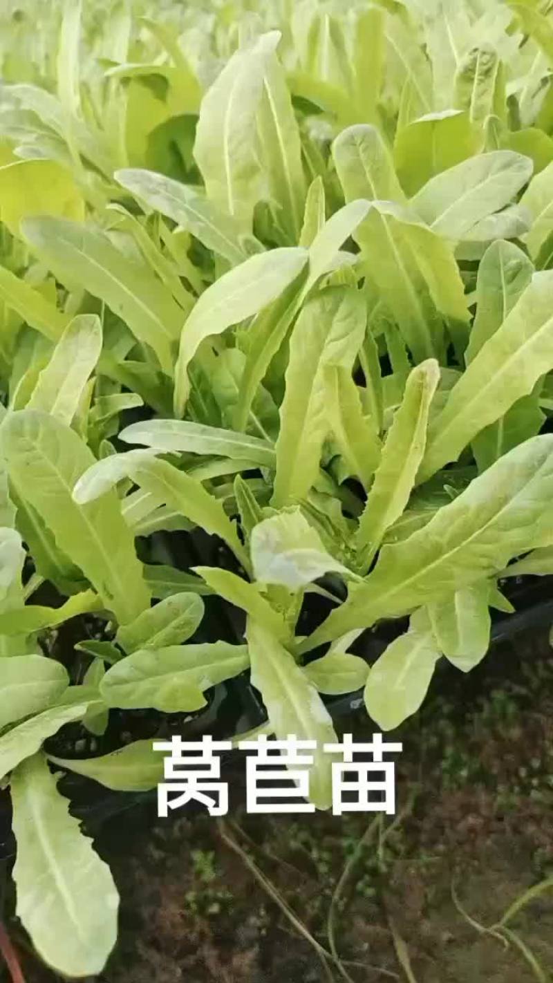 莴笋苗紫叶莴笋三青莴笋翡翠莴笋苗大量现货
