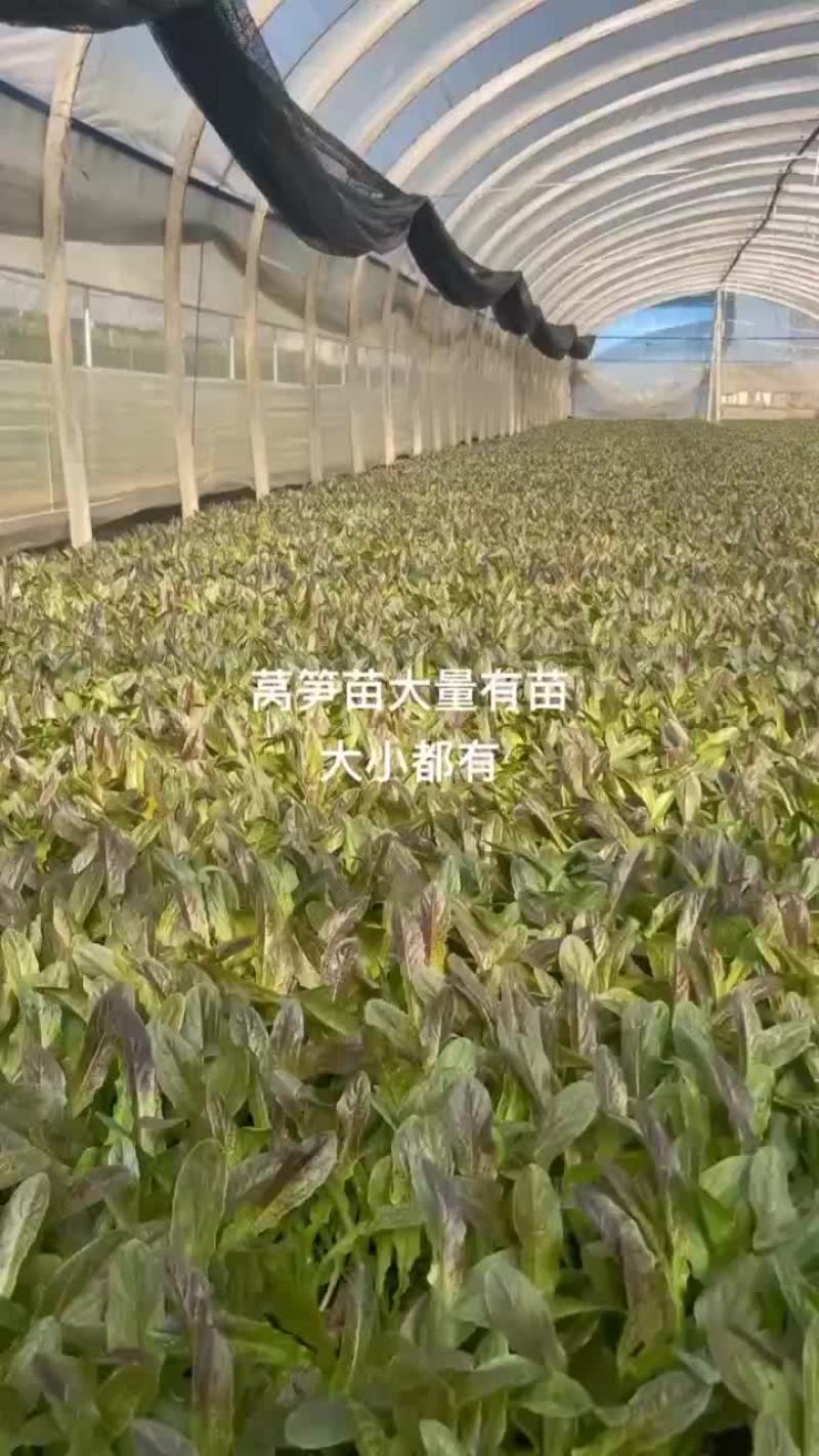 莴笋苗紫叶莴笋三青莴笋翡翠莴笋苗大量现货