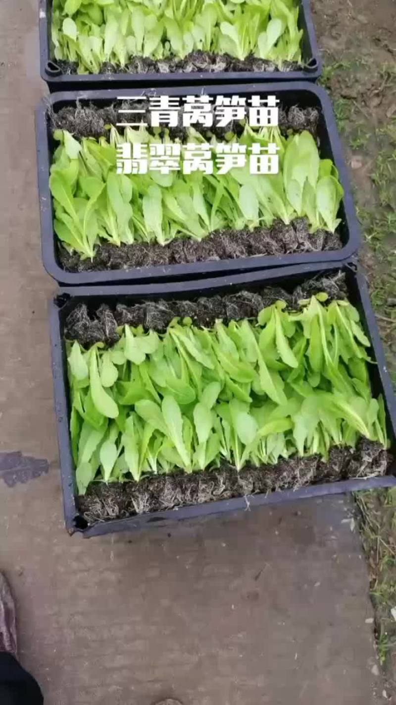 莴笋苗紫叶莴笋三青莴笋翡翠莴笋苗大量现货