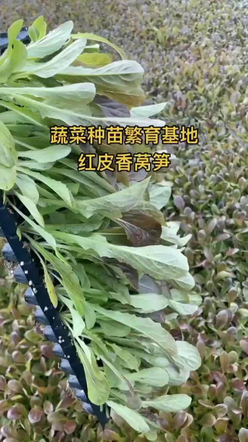 莴笋苗紫叶莴笋三青莴笋翡翠莴笋苗大量现货