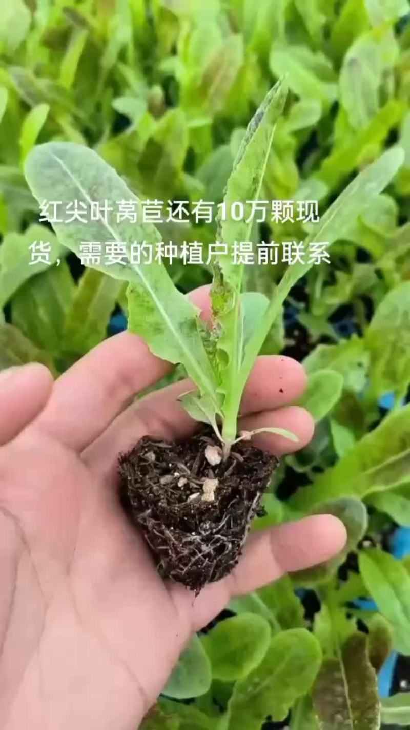 莴笋苗紫叶莴笋三青莴笋翡翠莴笋苗大量现货