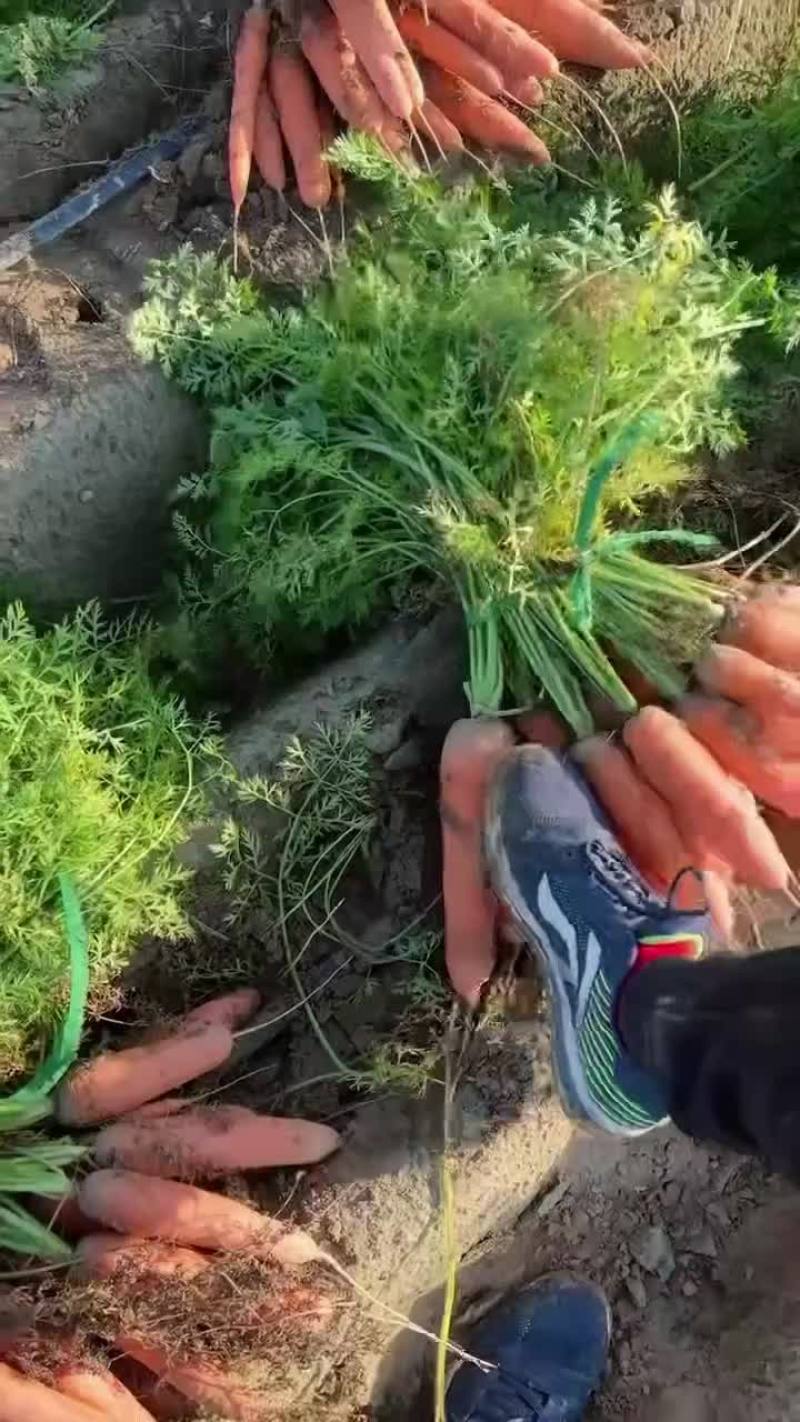 开封沙地胡萝卜