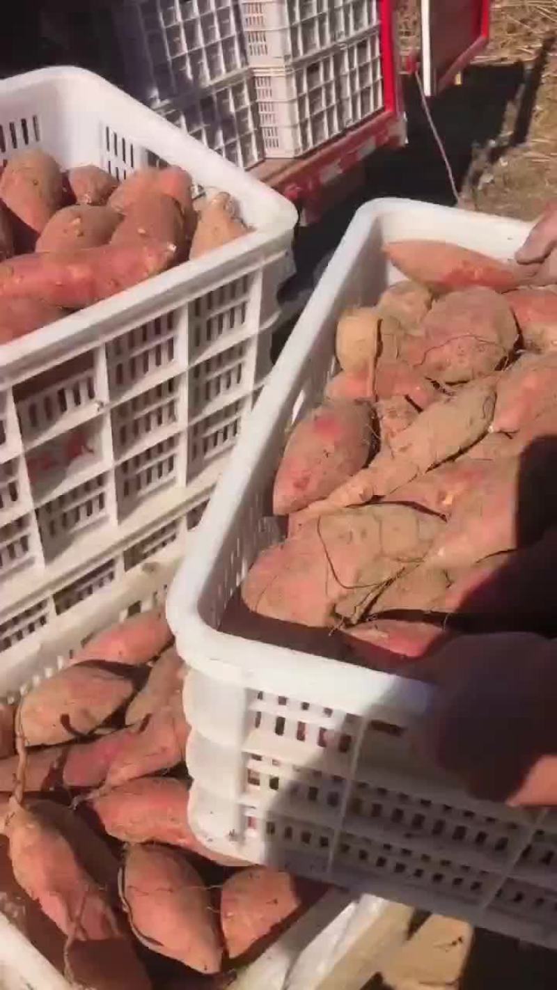 山东沙地优质烟薯253两以上红皮黄壤非常甜蜜薯货源充足