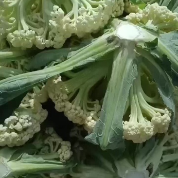 松花菜