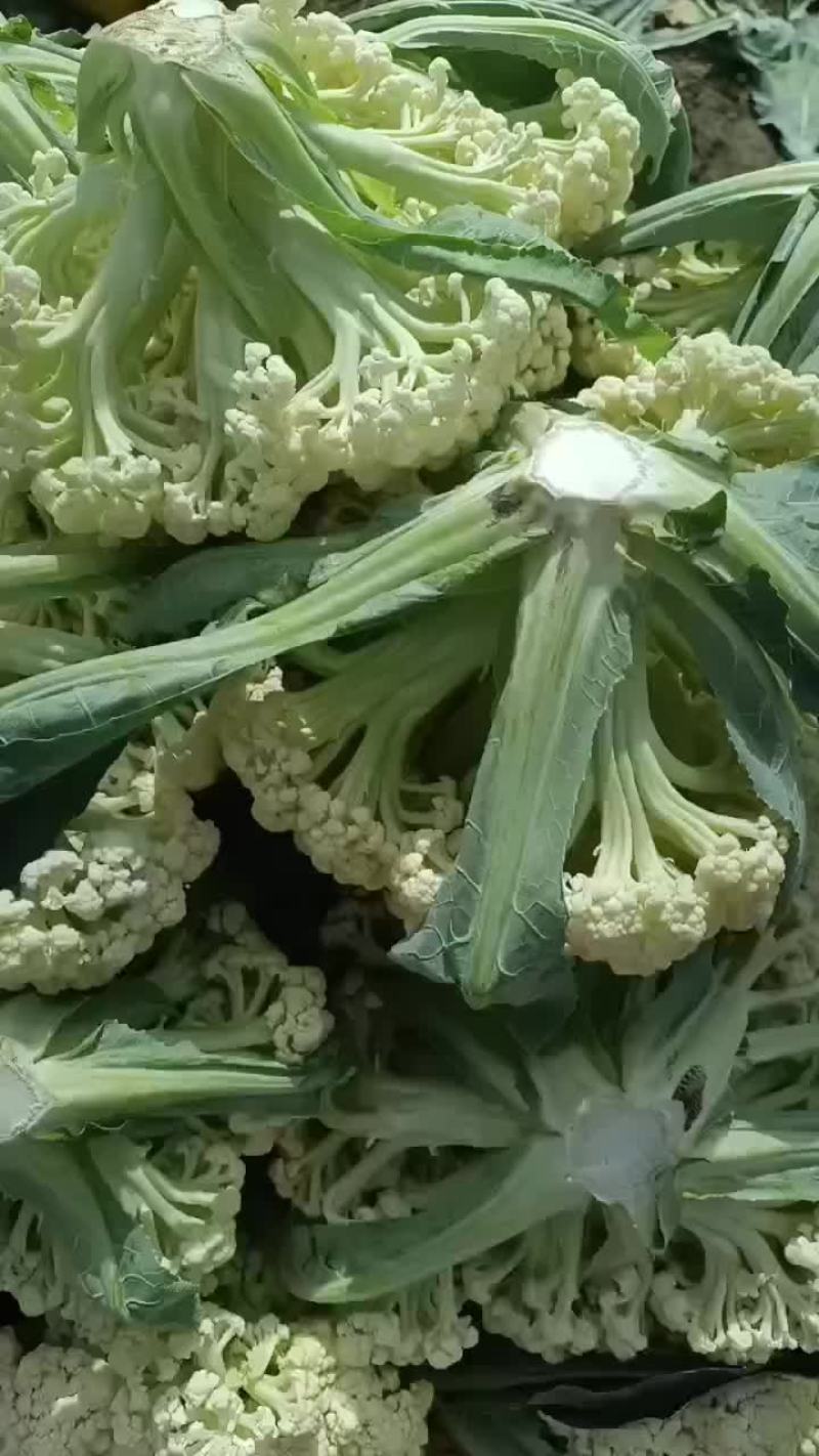 松花菜