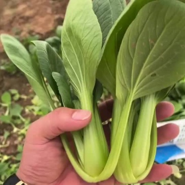 精品上海青