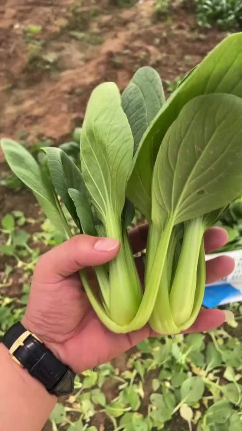 精品上海青