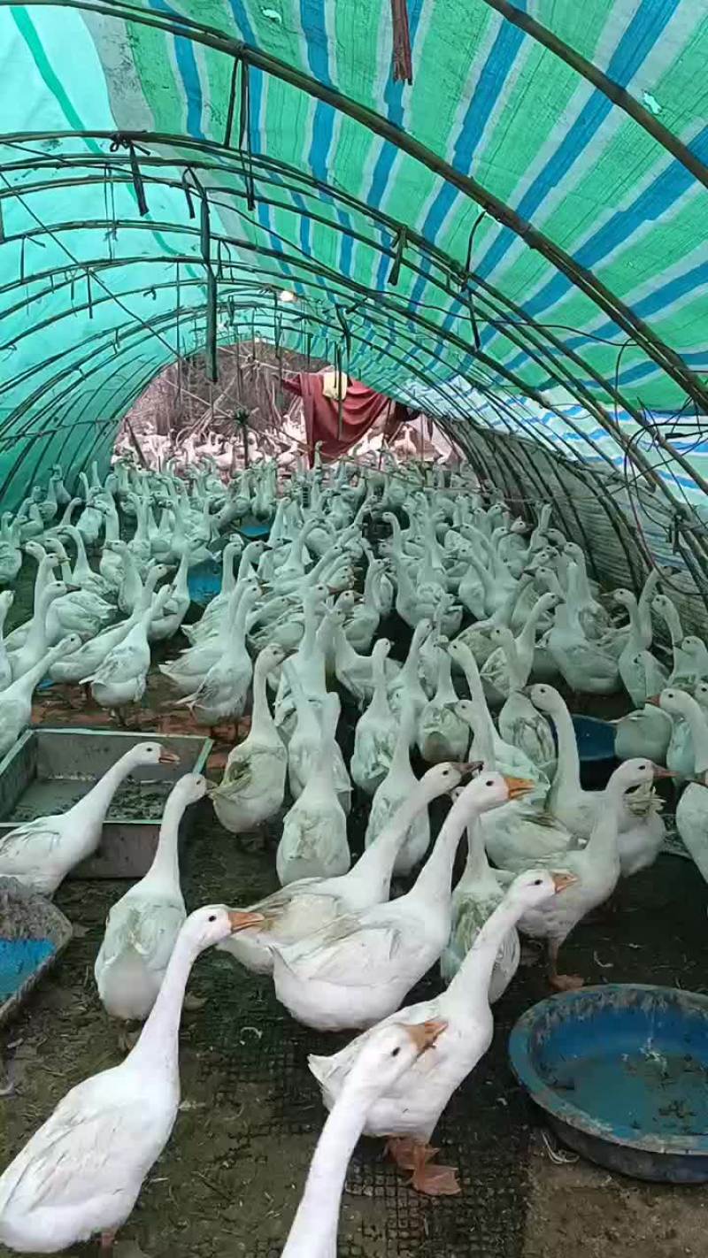 鹅