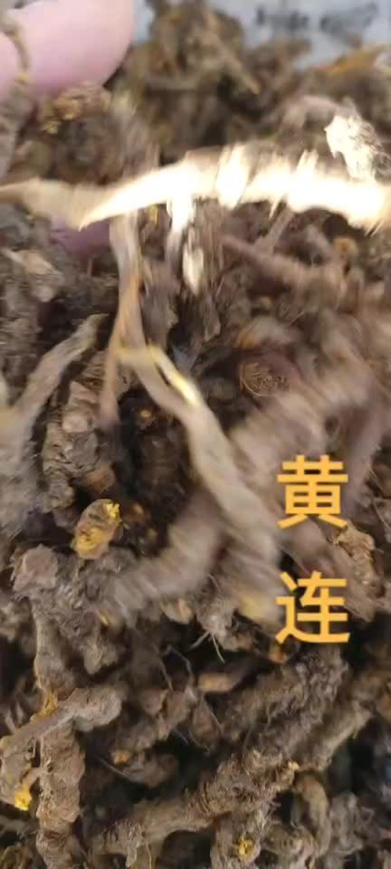 黄连【正品保证】【产地直销】