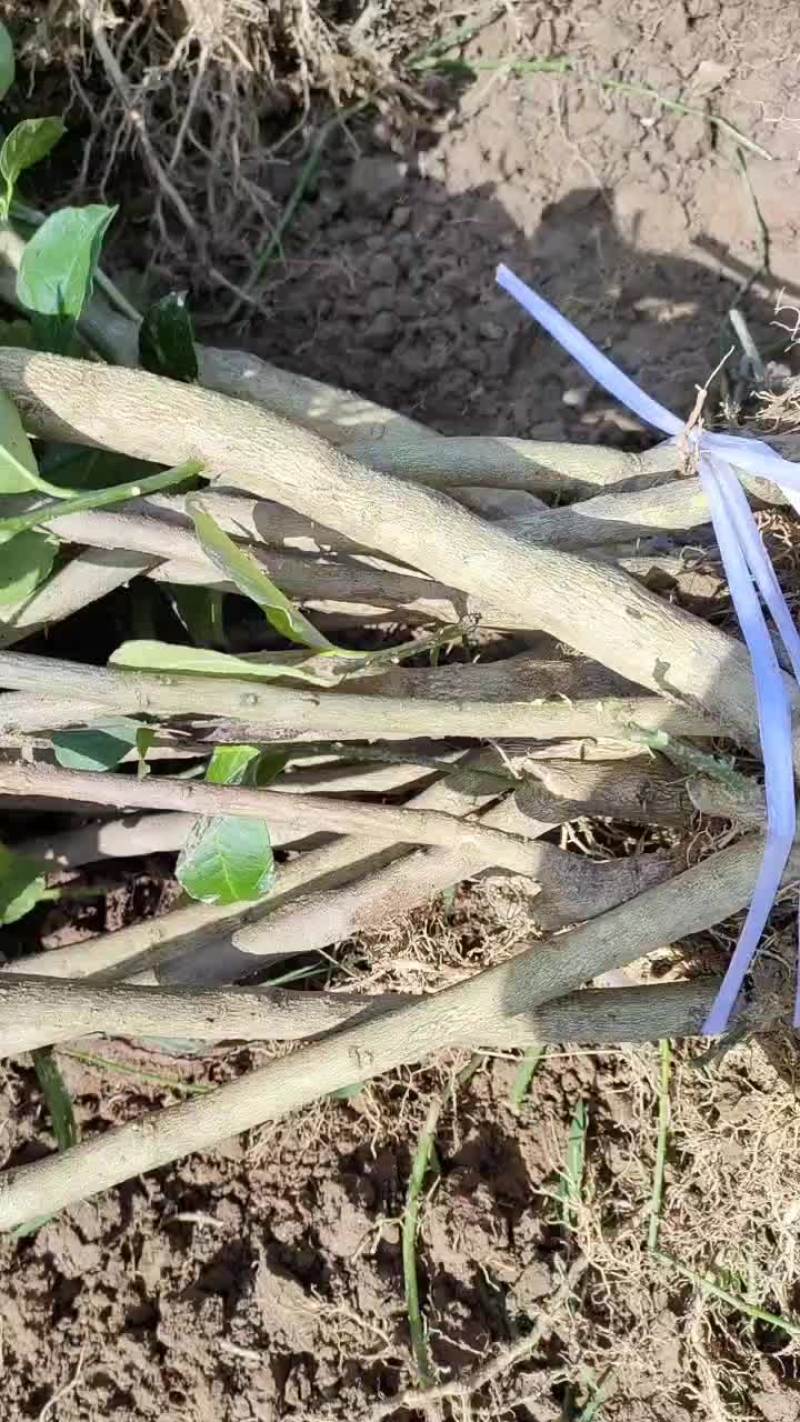 正宗良种川佛手苗