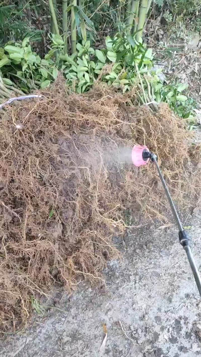 正宗良种川佛手苗