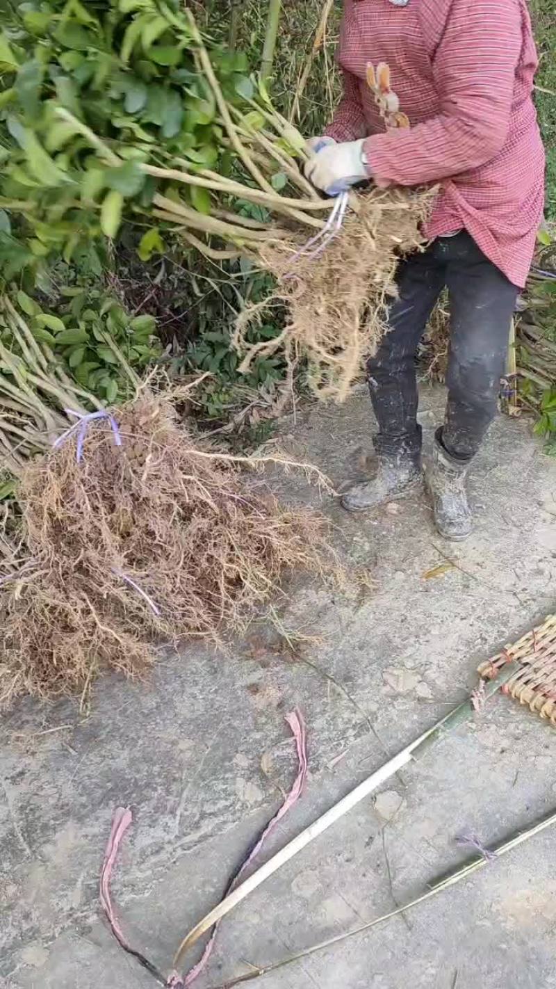 正宗良种川佛手苗