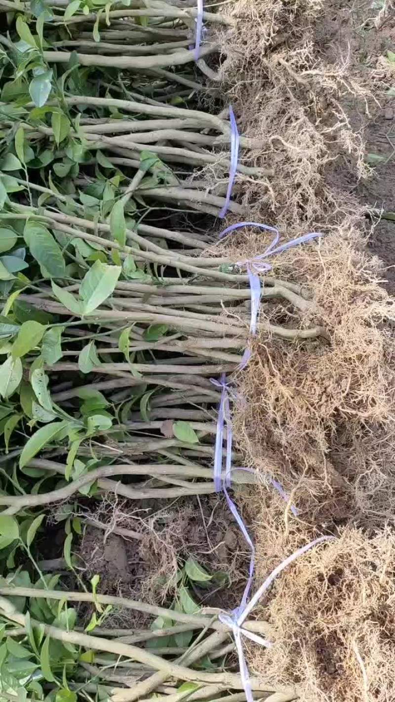 正宗良种川佛手苗