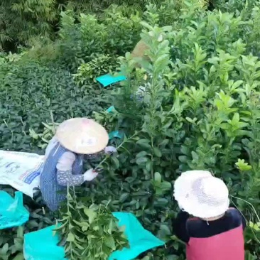 正宗良种川佛手苗