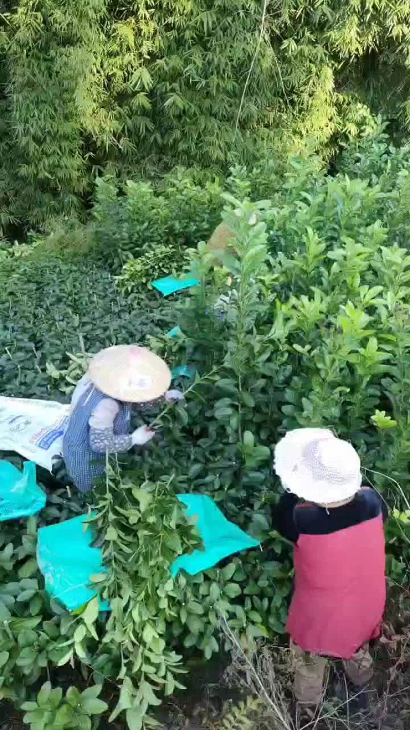正宗良种川佛手苗