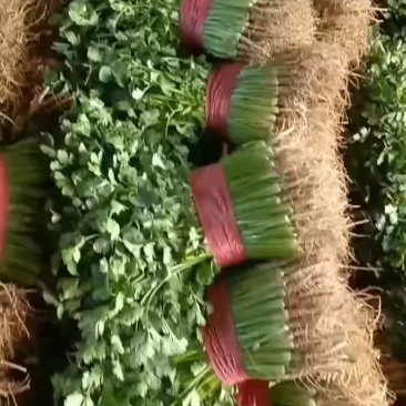 聊城铁杆青香菜大量供应，有需要的联系