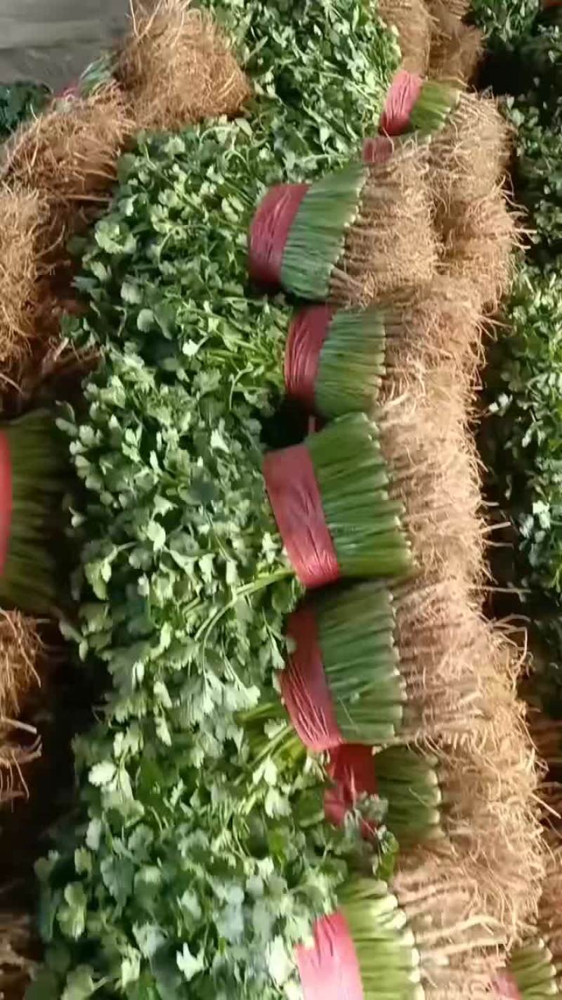 聊城铁杆青香菜大量供应，有需要的联系