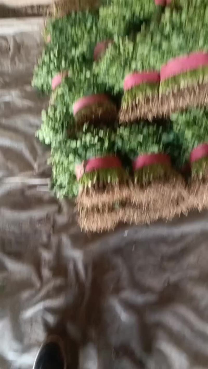 聊城铁杆青香菜大量供应，有需要的联系