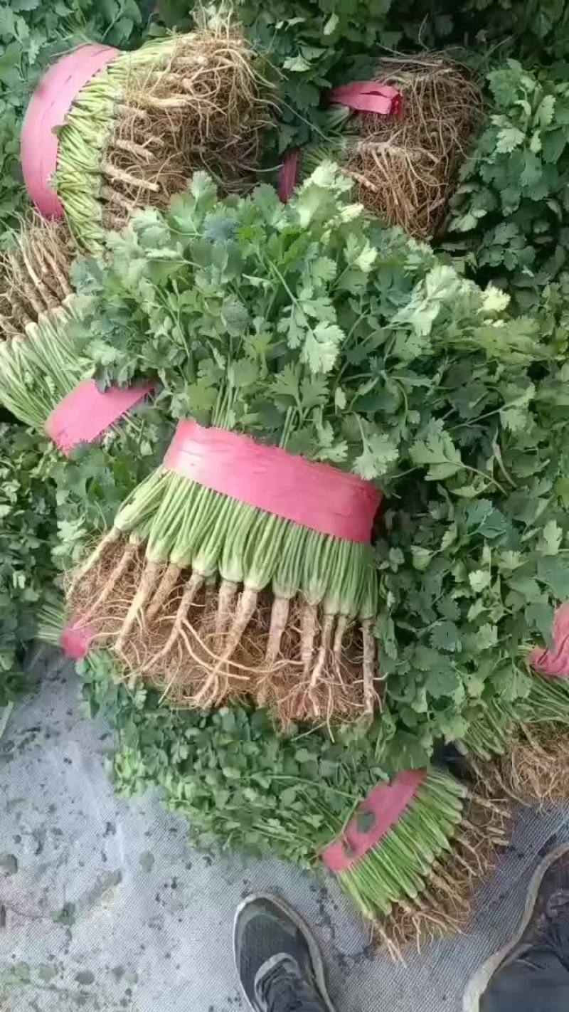 聊城铁杆青香菜大量供应，有需要的联系
