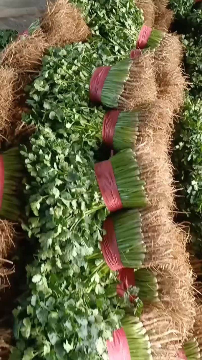 聊城铁杆青香菜大量供应，有需要的联系