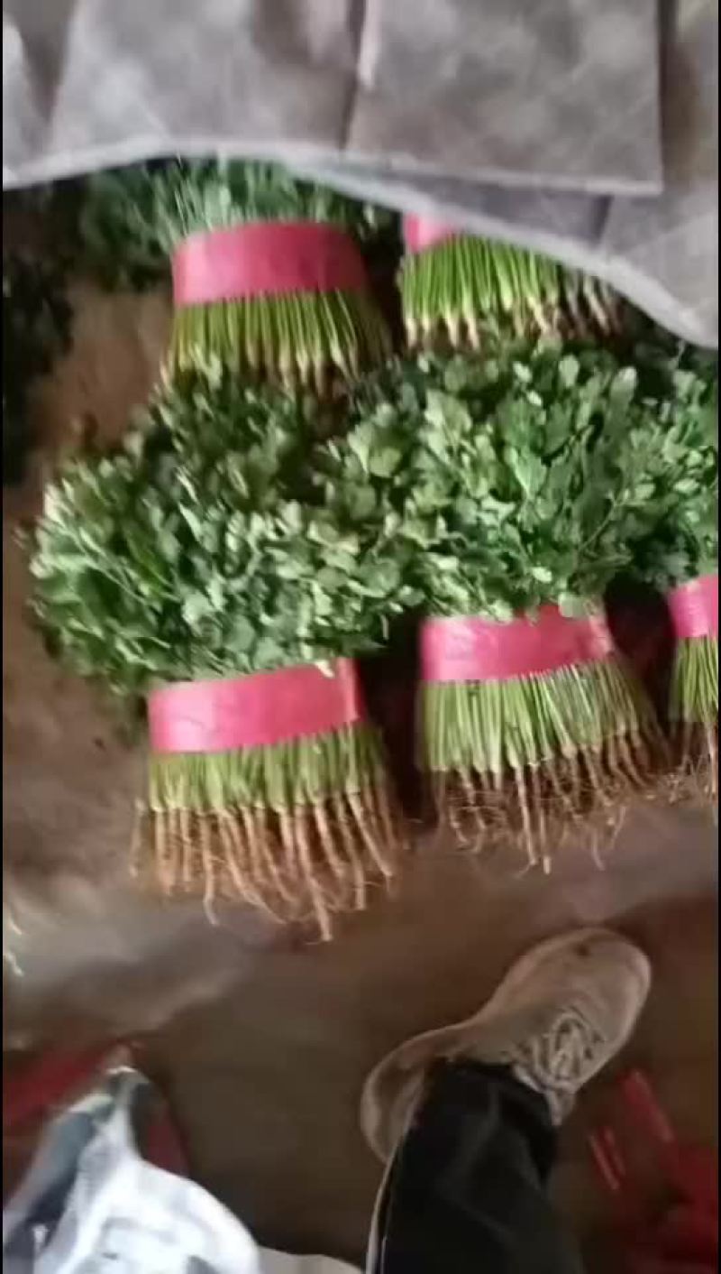 聊城铁杆青香菜大量供应，有需要的联系
