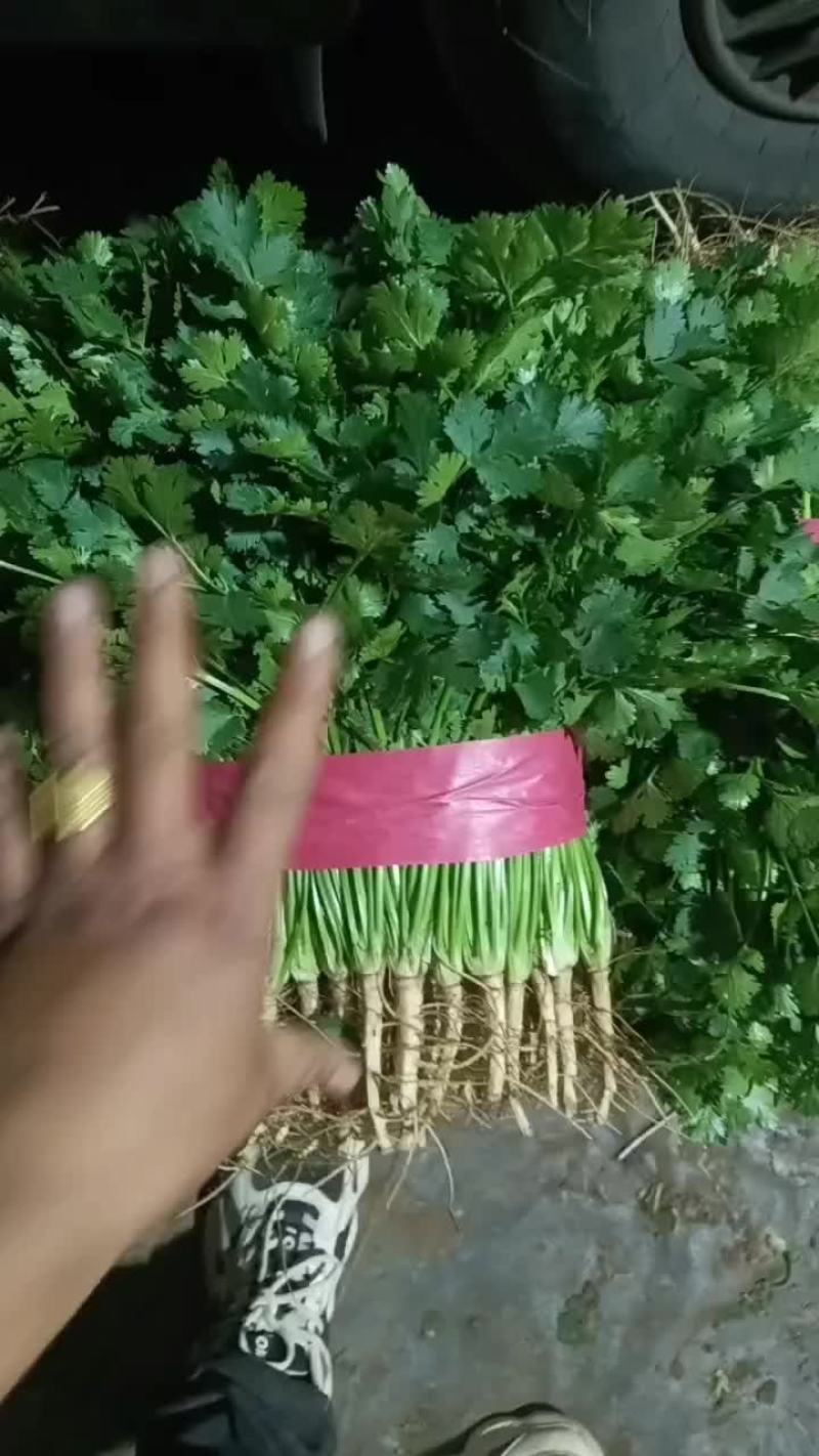 聊城铁杆青香菜大量供应，有需要的联系