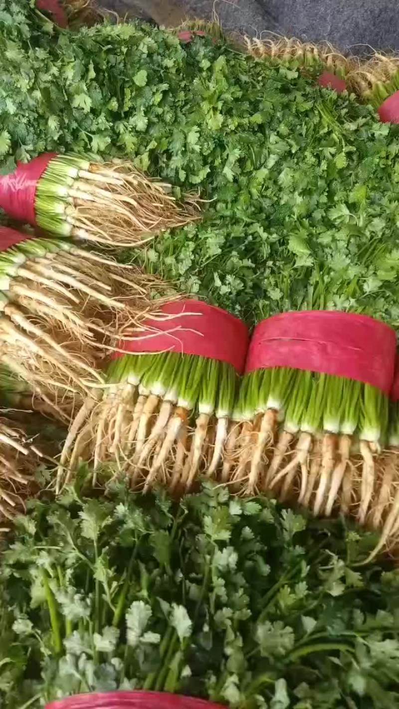 聊城铁杆青香菜大量供应，有需要的联系