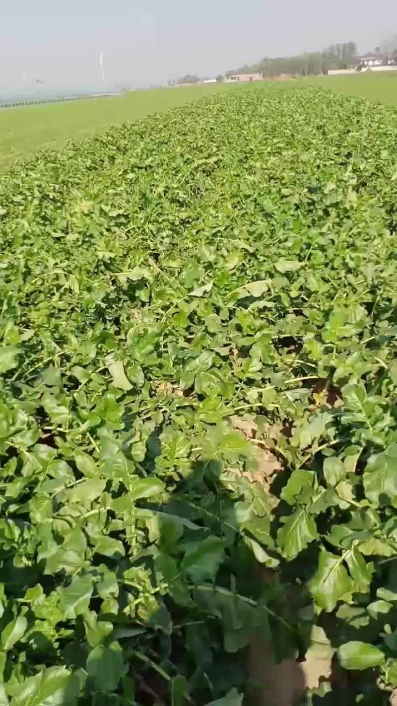 河南郸城七星水果罗卜