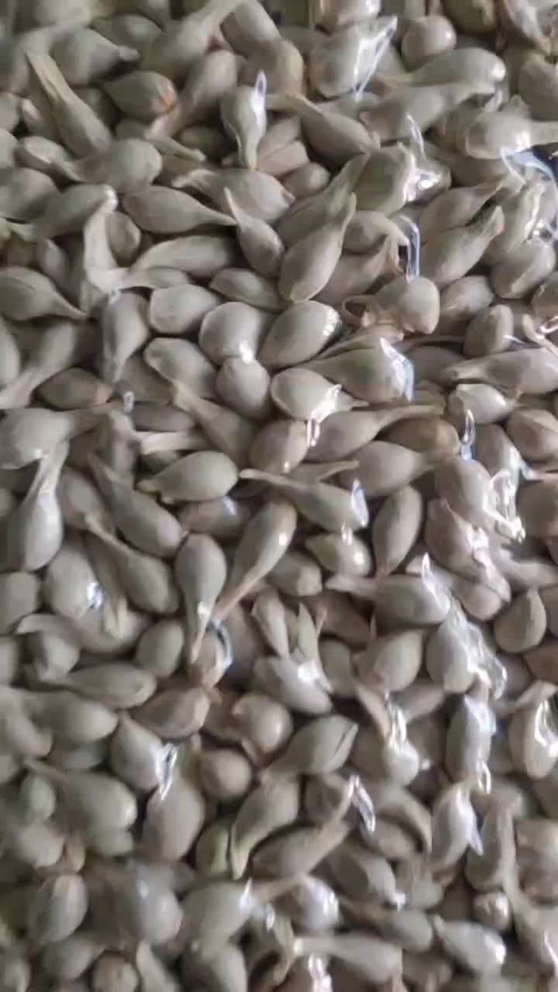 红桔种子，香橙种子