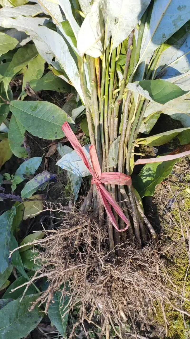 厚朴苗一手货源规格齐全一手货源价格便宜